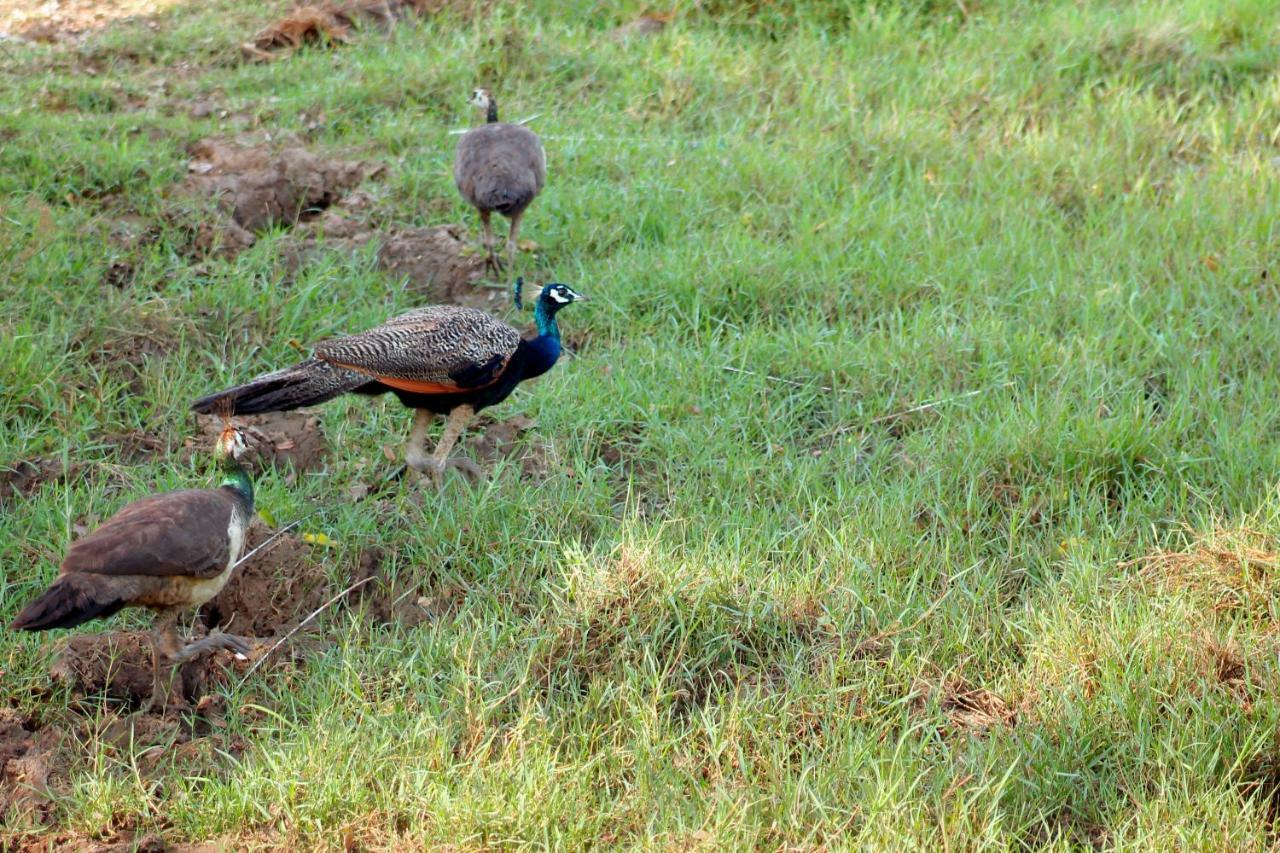 Wasgamu Safari Lodge Wasgamuwa Bagian luar foto