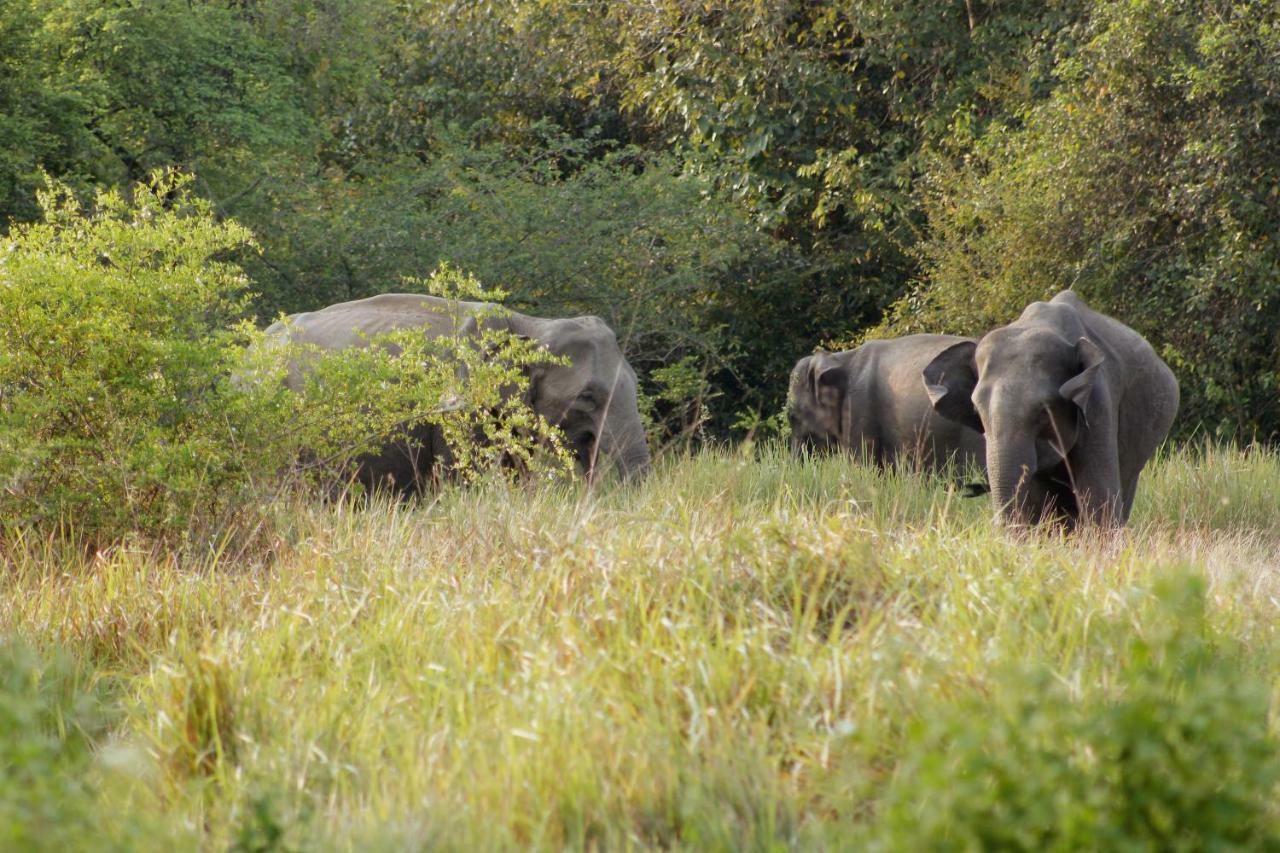 Wasgamu Safari Lodge Wasgamuwa Bagian luar foto