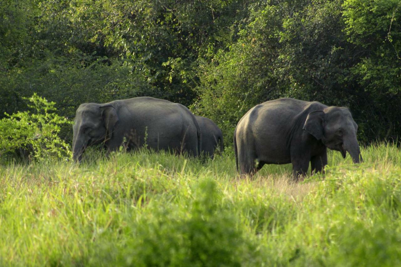 Wasgamu Safari Lodge Wasgamuwa Bagian luar foto