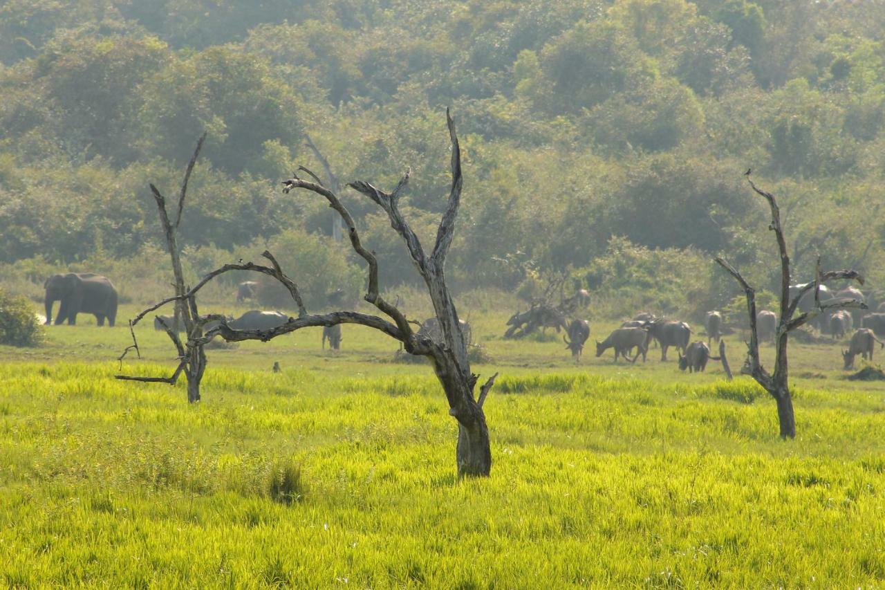 Wasgamu Safari Lodge Wasgamuwa Bagian luar foto