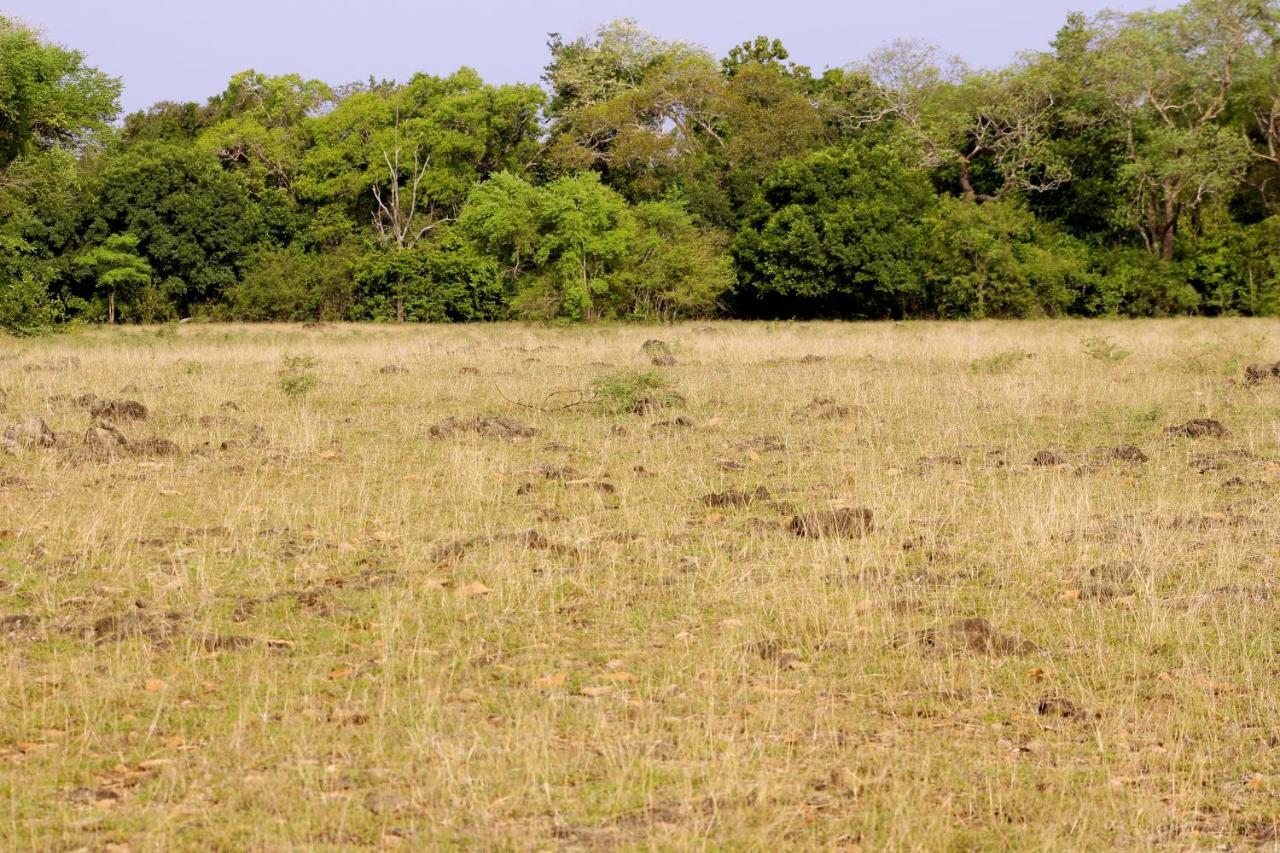 Wasgamu Safari Lodge Wasgamuwa Bagian luar foto
