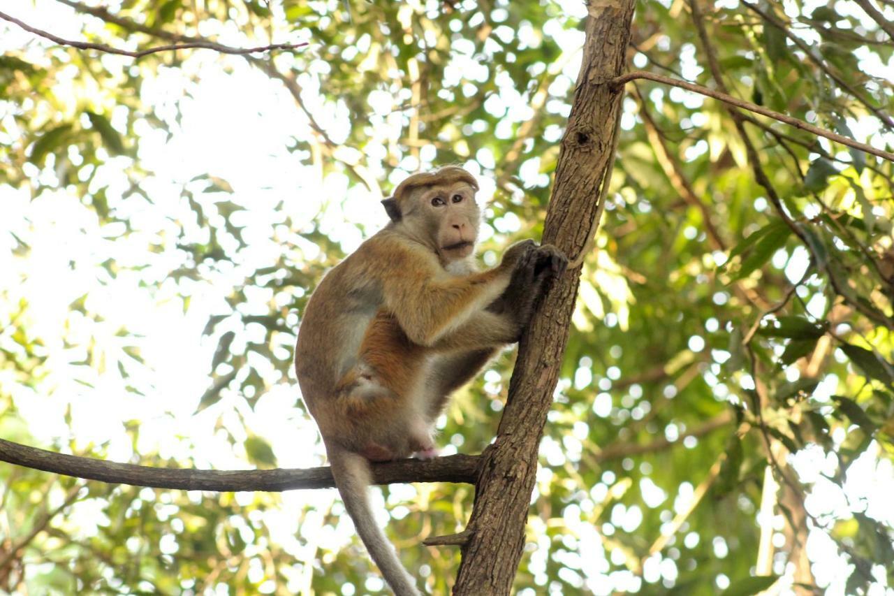 Wasgamu Safari Lodge Wasgamuwa Bagian luar foto