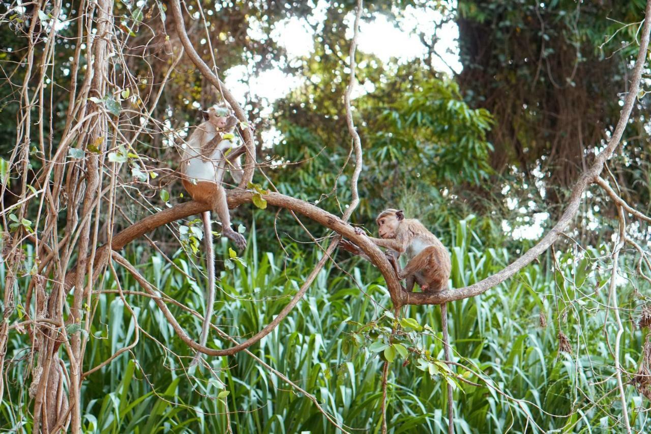 Wasgamu Safari Lodge Wasgamuwa Bagian luar foto