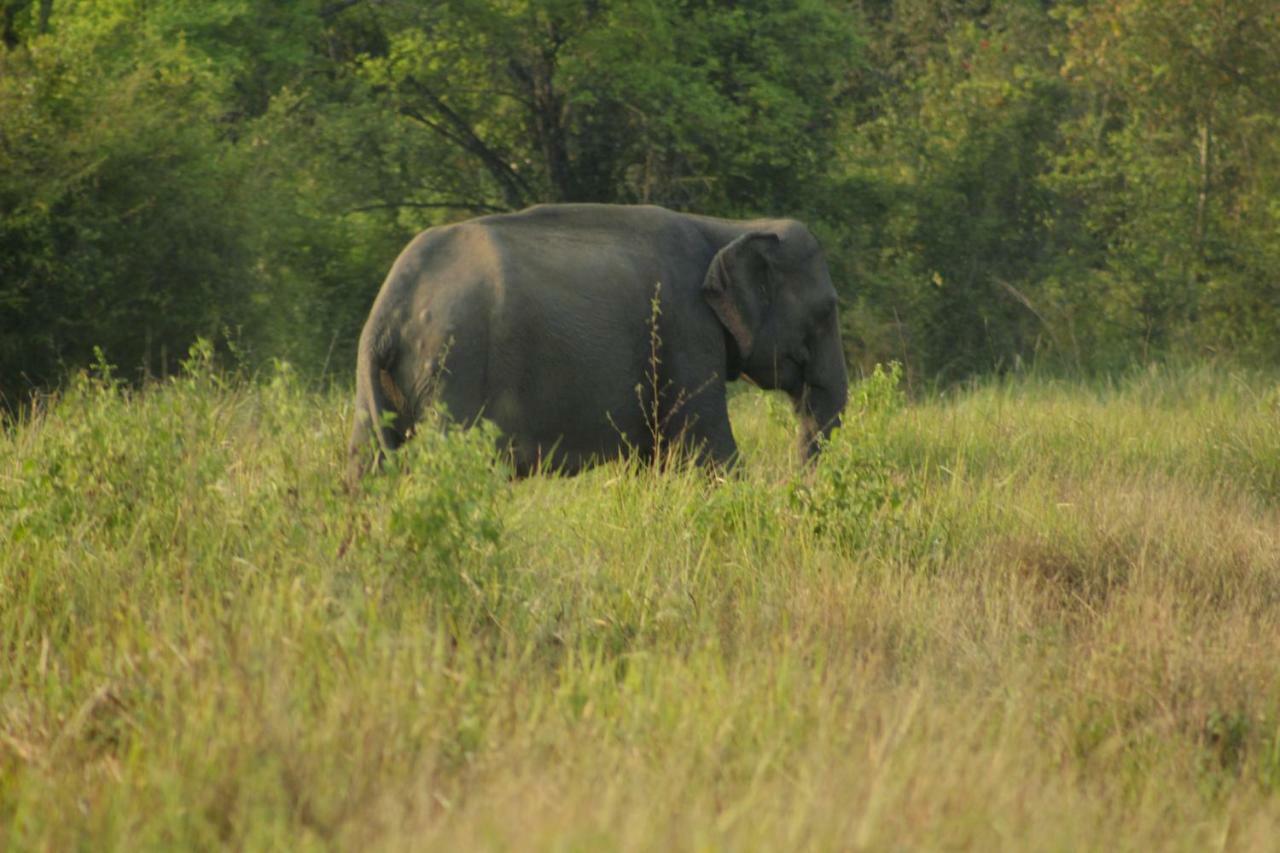 Wasgamu Safari Lodge Wasgamuwa Bagian luar foto