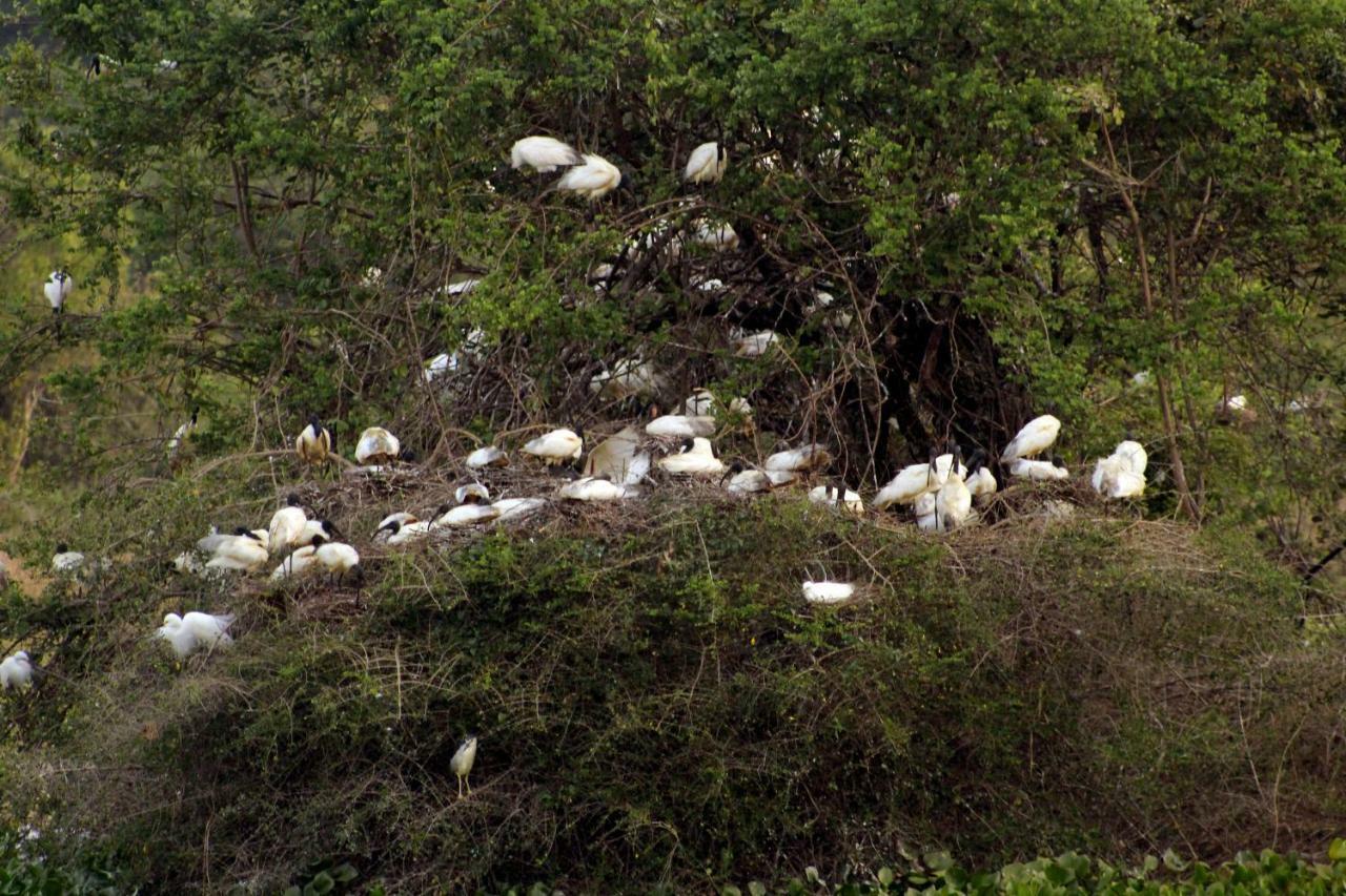 Wasgamu Safari Lodge Wasgamuwa Bagian luar foto