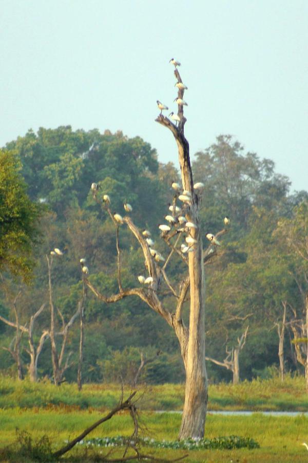 Wasgamu Safari Lodge Wasgamuwa Bagian luar foto