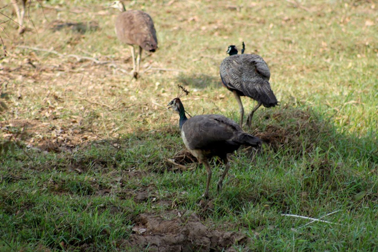 Wasgamu Safari Lodge Wasgamuwa Bagian luar foto