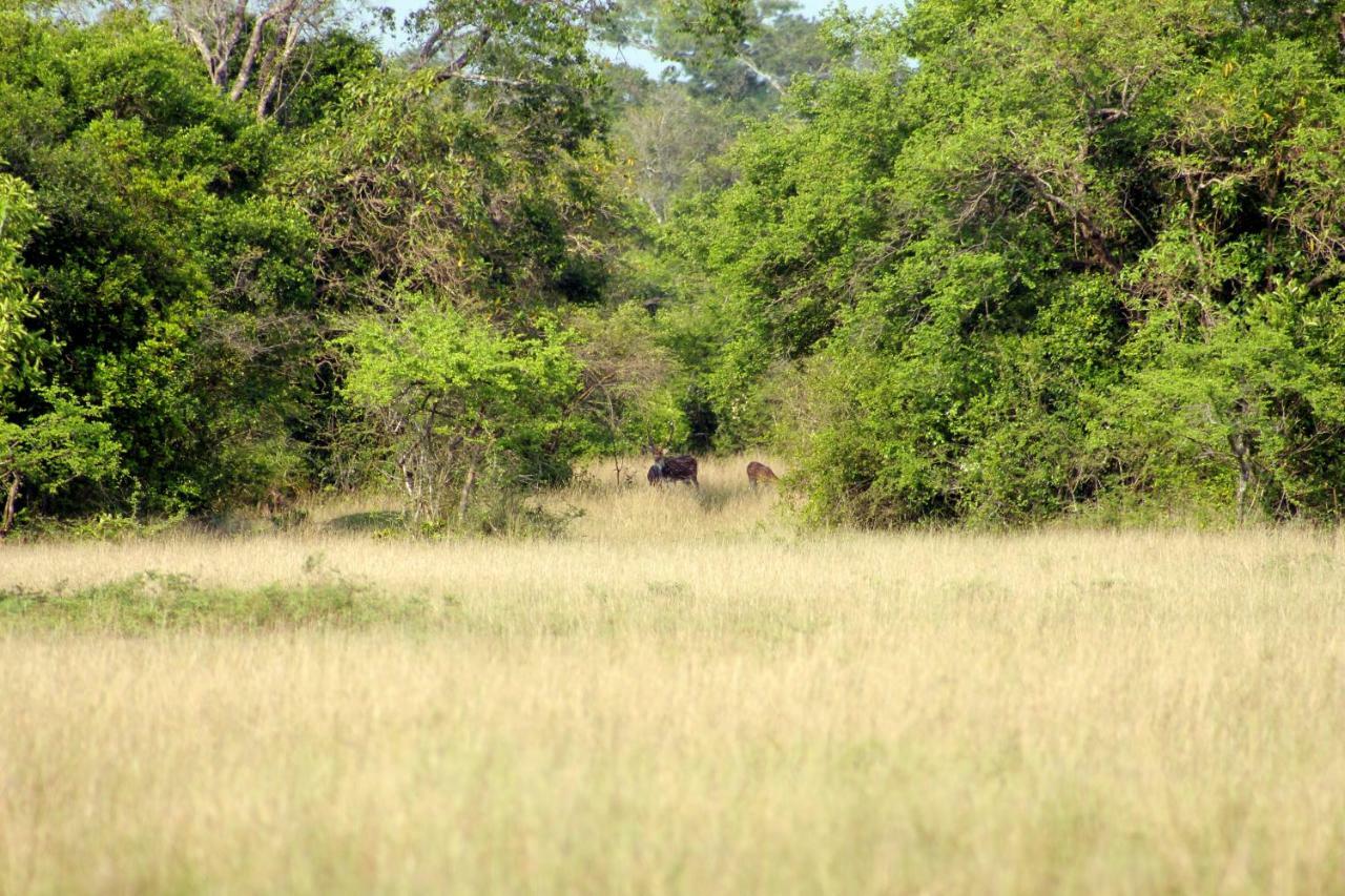 Wasgamu Safari Lodge Wasgamuwa Bagian luar foto