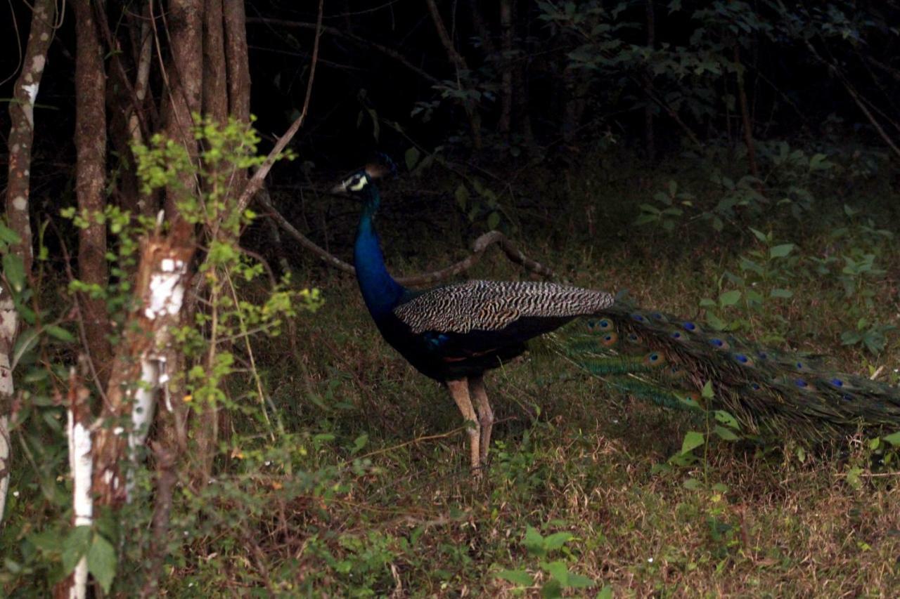 Wasgamu Safari Lodge Wasgamuwa Bagian luar foto